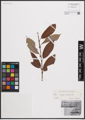 Foto von Salix daphnoides Vill.